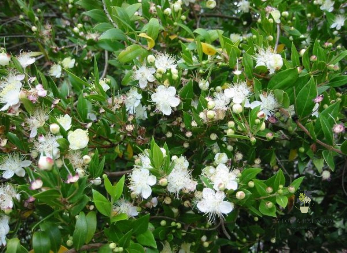 ΜΥΡΤΙΑ – Myrtus communis - 2